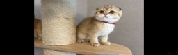 Scottish Fold cats for sale: Beautiful TICA-Reg Scottish Fold Girls - Advert 15