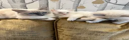 Ragdoll cats for sale: GCCF registered champion sired Ragdoll kitrens - Advert 14