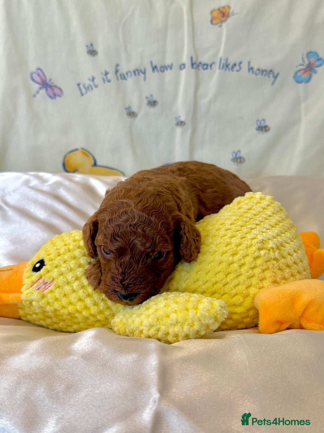 Cavapoo dogs for sale: 6 Cute Cavapoo puppies 6 - ready for homes in feb  - Advert 8