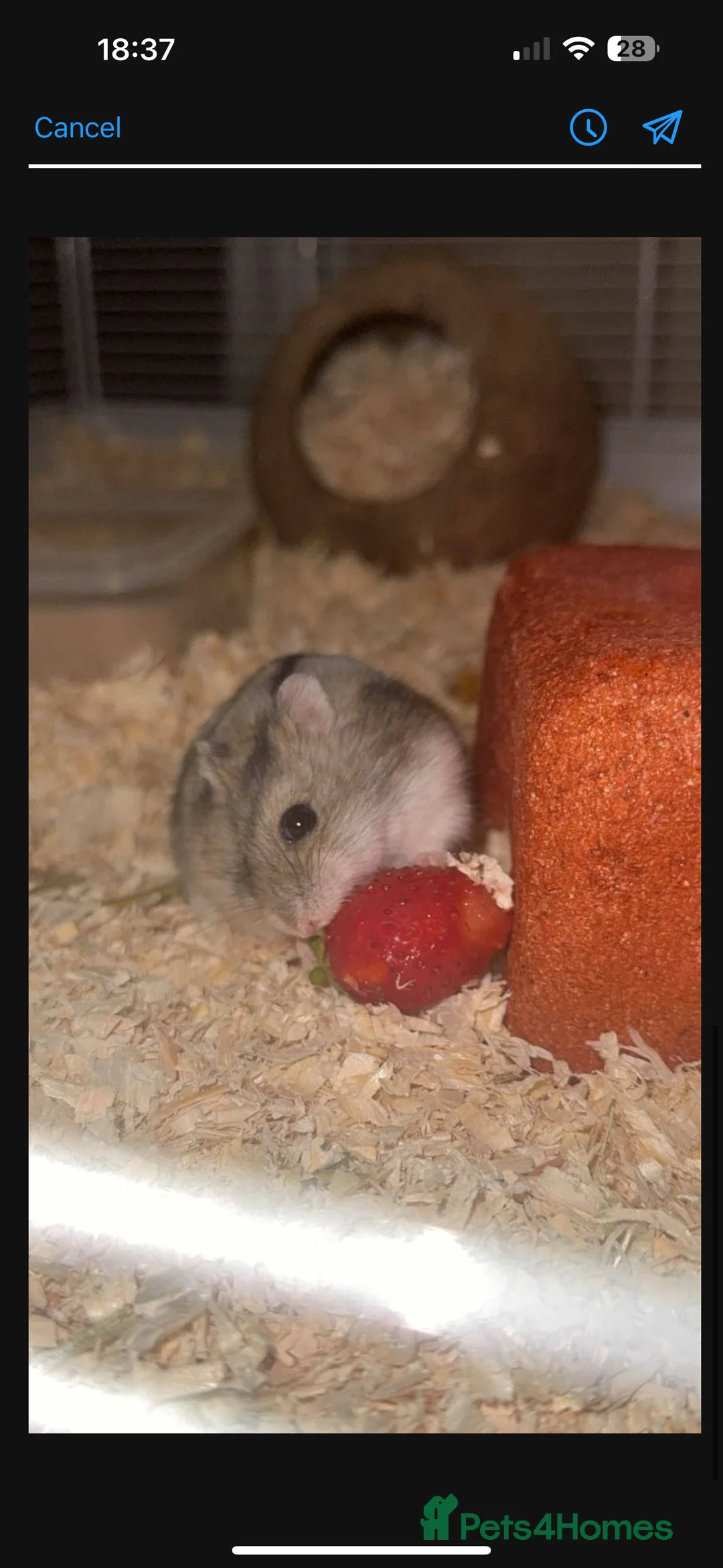 Hamster rodents for sale: Russian dwarf hamster  - Advert 1