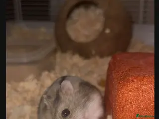 Hamster rodents Russian dwarf hamster in Leeds - Advert 2