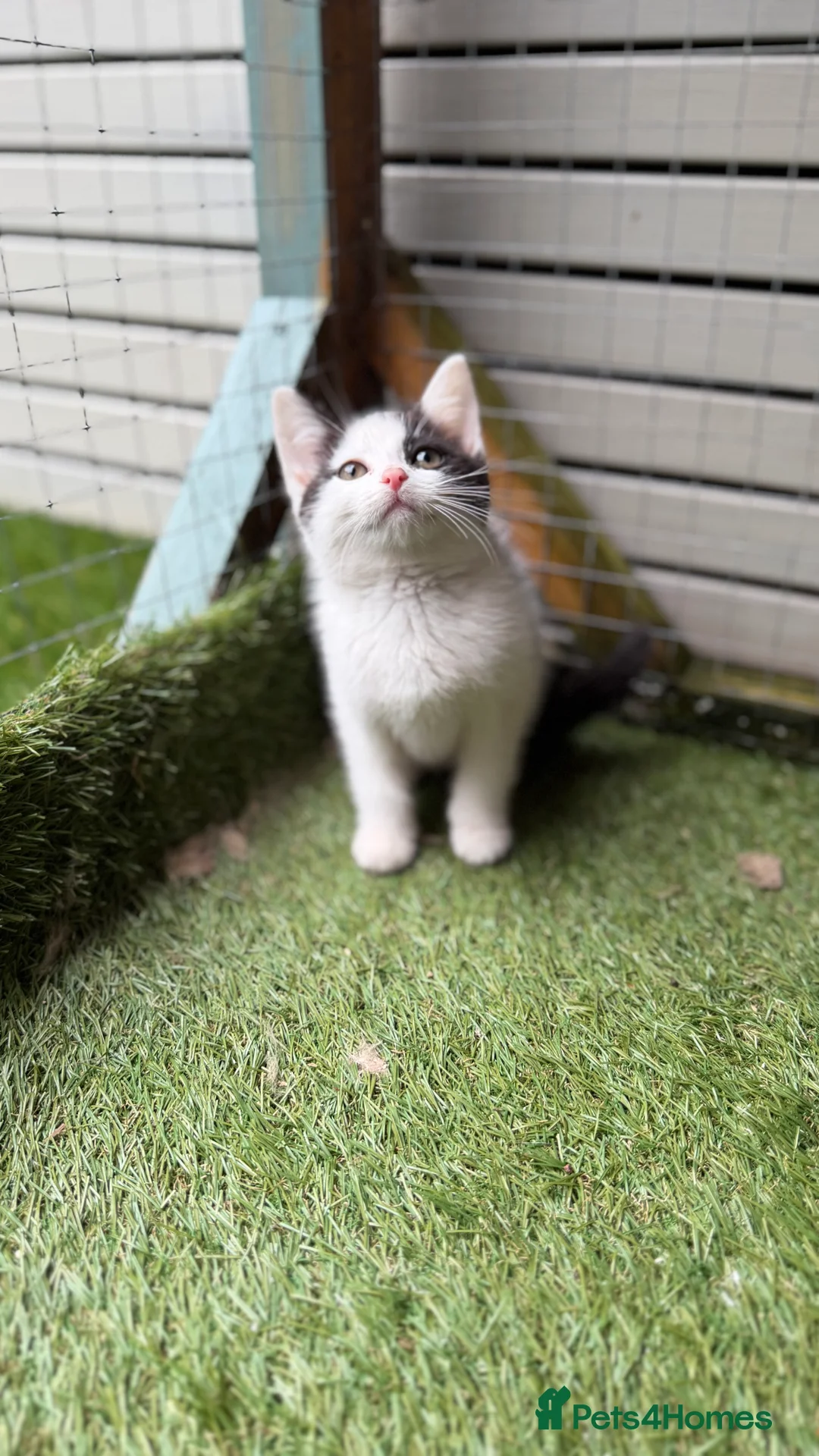 Mixed Breed cats for sale: Bsh cross  - Advert 5