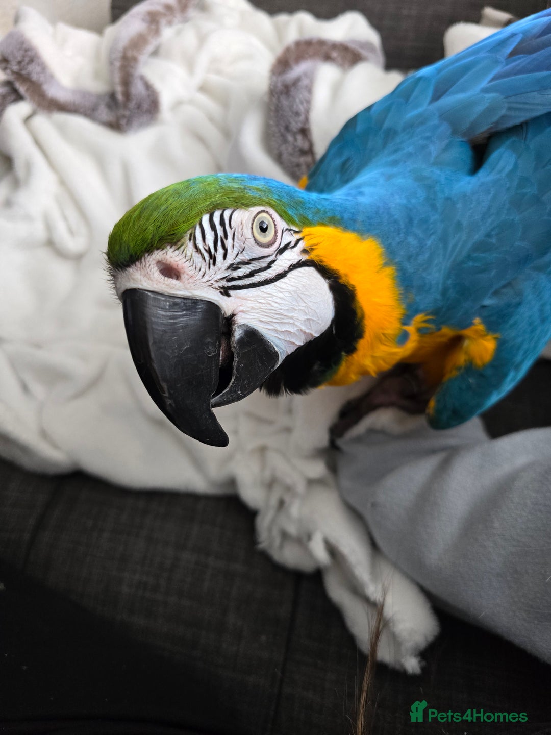Macaws birds for sale: Female BNG MAcaw - Image 7