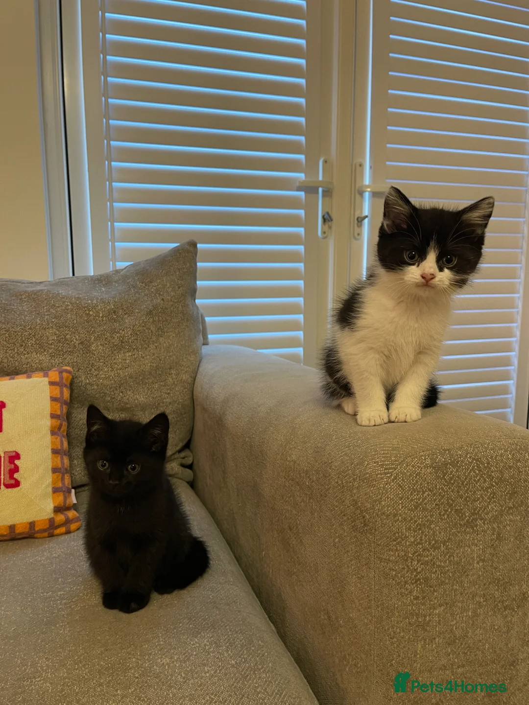 Mixed Breed cats for sale: Adorable Half British Shorthair Female Kittens  🐾 - Advert 2