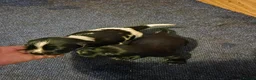 Sprocker dogs for sale: Sprocker puppies for sale  in Holyhead - Advert 7