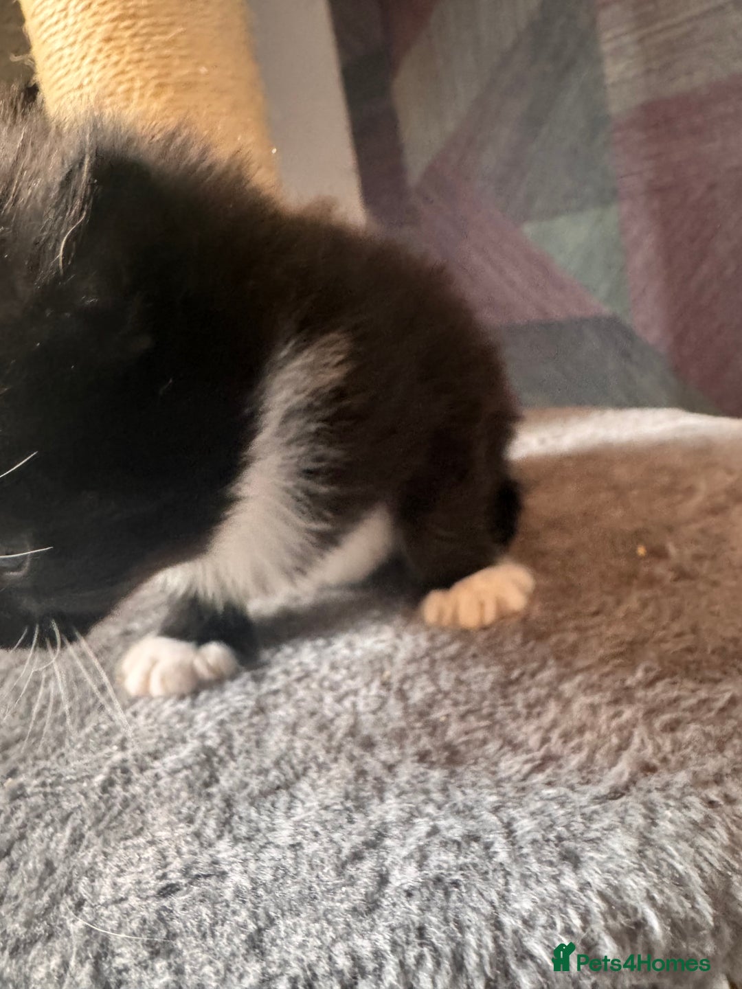 Mixed Breed cats for sale: Last of litter  - Advert 14