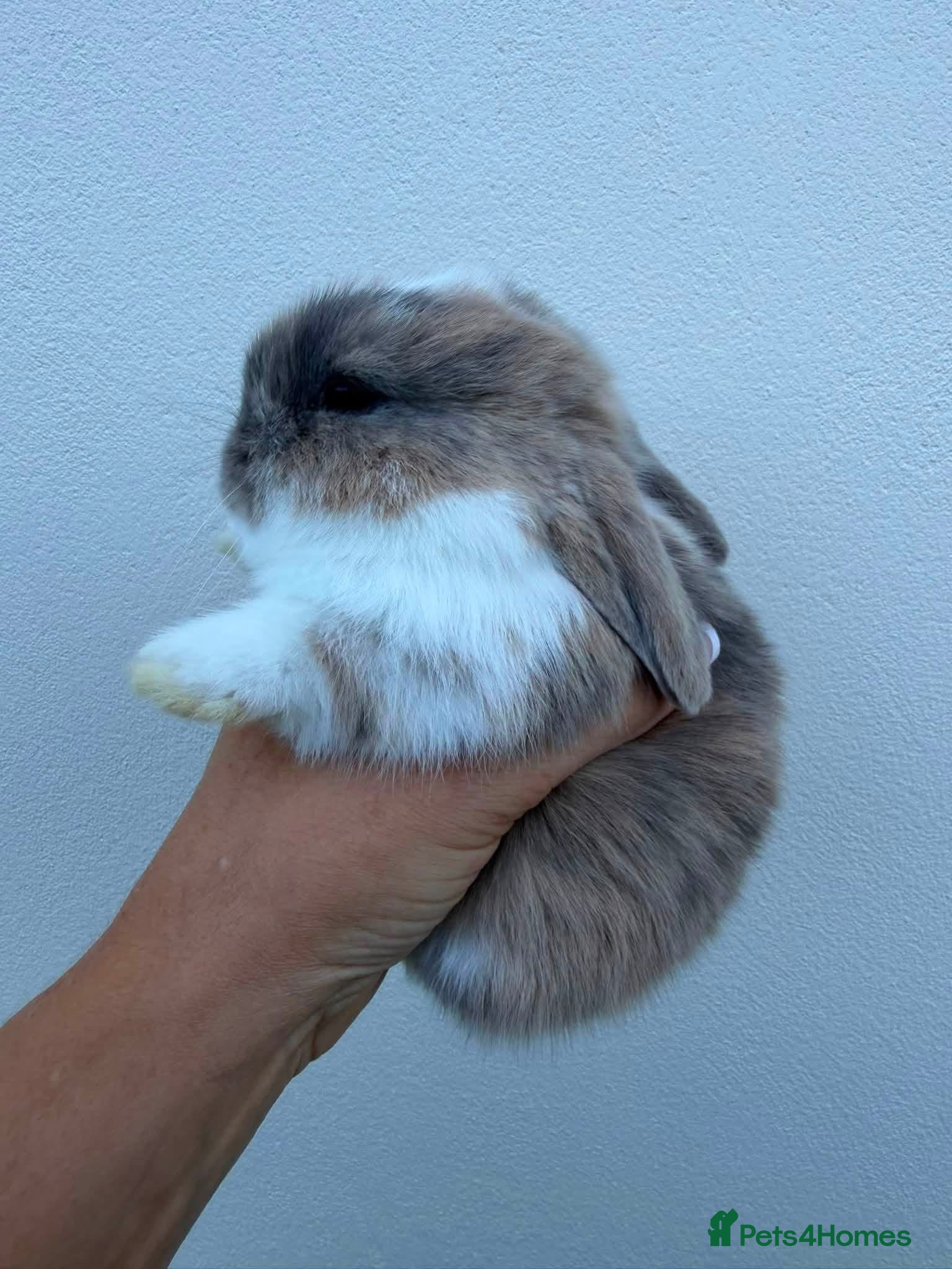 Mini Lop rabbits Purebred mini lop doe AVAIL TO RESERVE - Advert 2