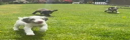 Sprocker dogs for sale: Beautiful Sprocker Puppies  - Advert 7