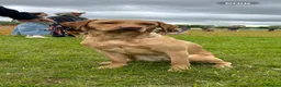 Labrador Retriever dogs for sale: 7 gorgeous kc reg Labradors  - Advert 4