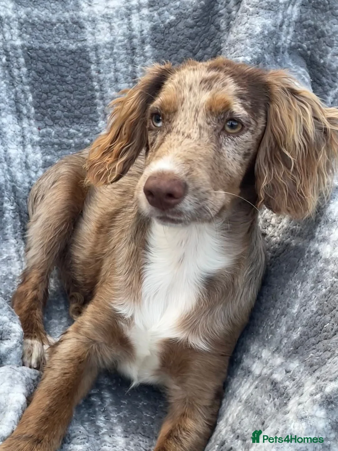 Cocker Spaniel dogs for sale: 6 Beautiful Cocker Spaniel puppies  - Advert 2
