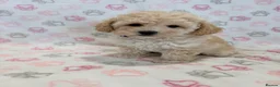 Maltipoo dogs for sale: Beautiful health tested happy Maltipoo puppys  - Advert 8