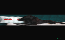 Cocker Spaniel dogs for sale: Gorgeous show cocker spaniel puppies for sale  - Image 19