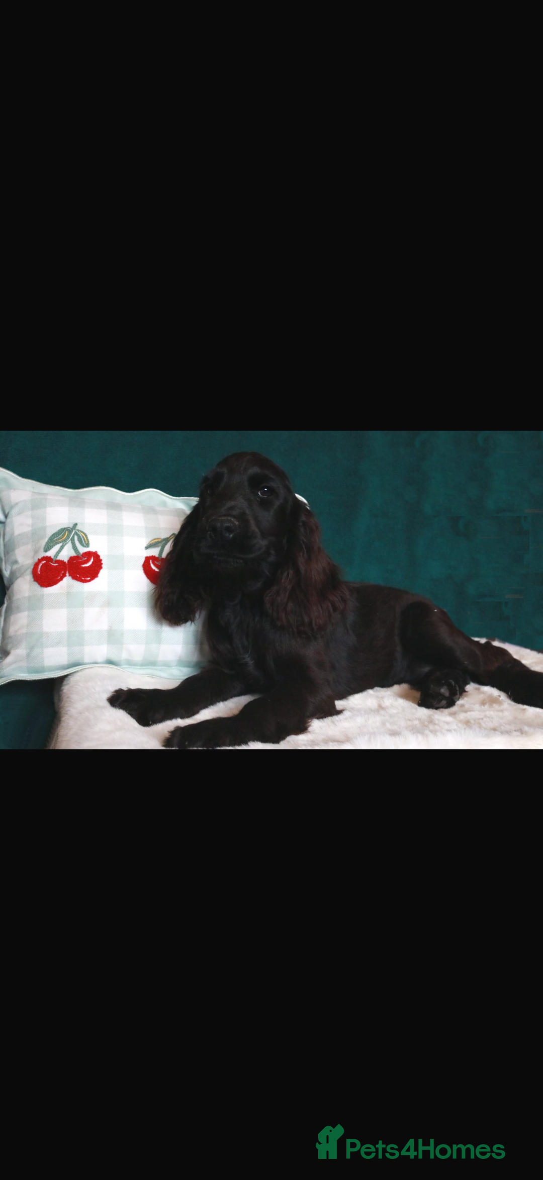 Cocker Spaniel dogs for sale: Gorgeous show cocker spaniel puppies for sale  - Image 19