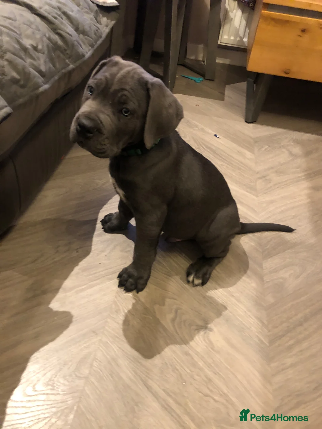 Mixed Breed dogs for sale: Beautiful cane corso  - Advert 1