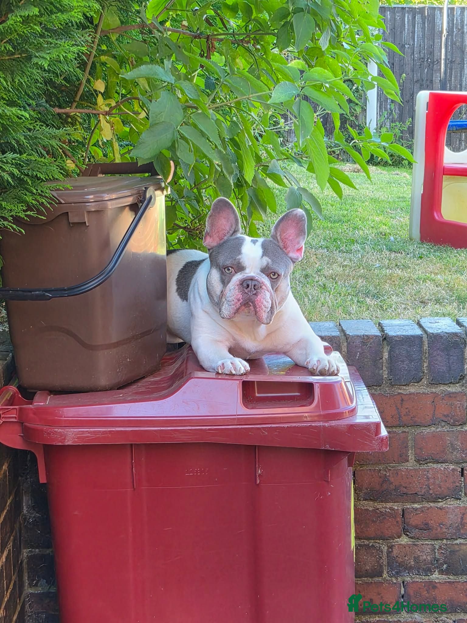 French Bulldog dogs Jasper available for stud - Advert 18