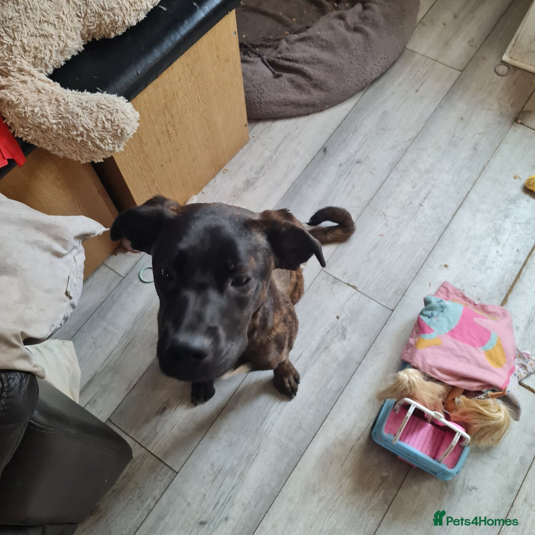 Mixed Breed dogs for sale: 2 dog bordeaux mixed - Image 3