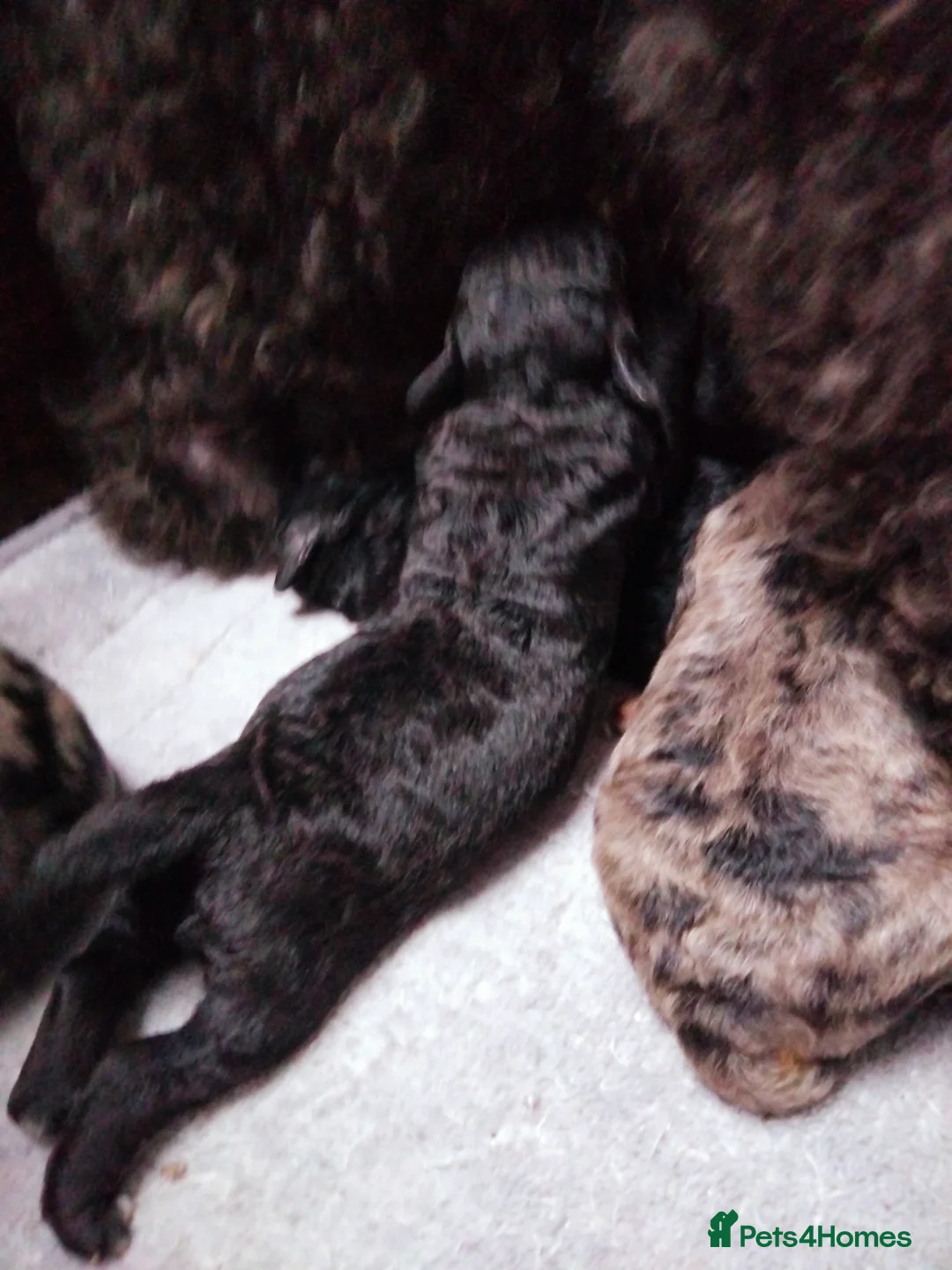 Cavapoo dogs for sale: Stunning F2B Cavapoo's Health Tested - Advert 16