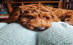 Cockapoo dogs for sale: F1 Toy Cockapoo’s in richest red ❤️ - Image 27