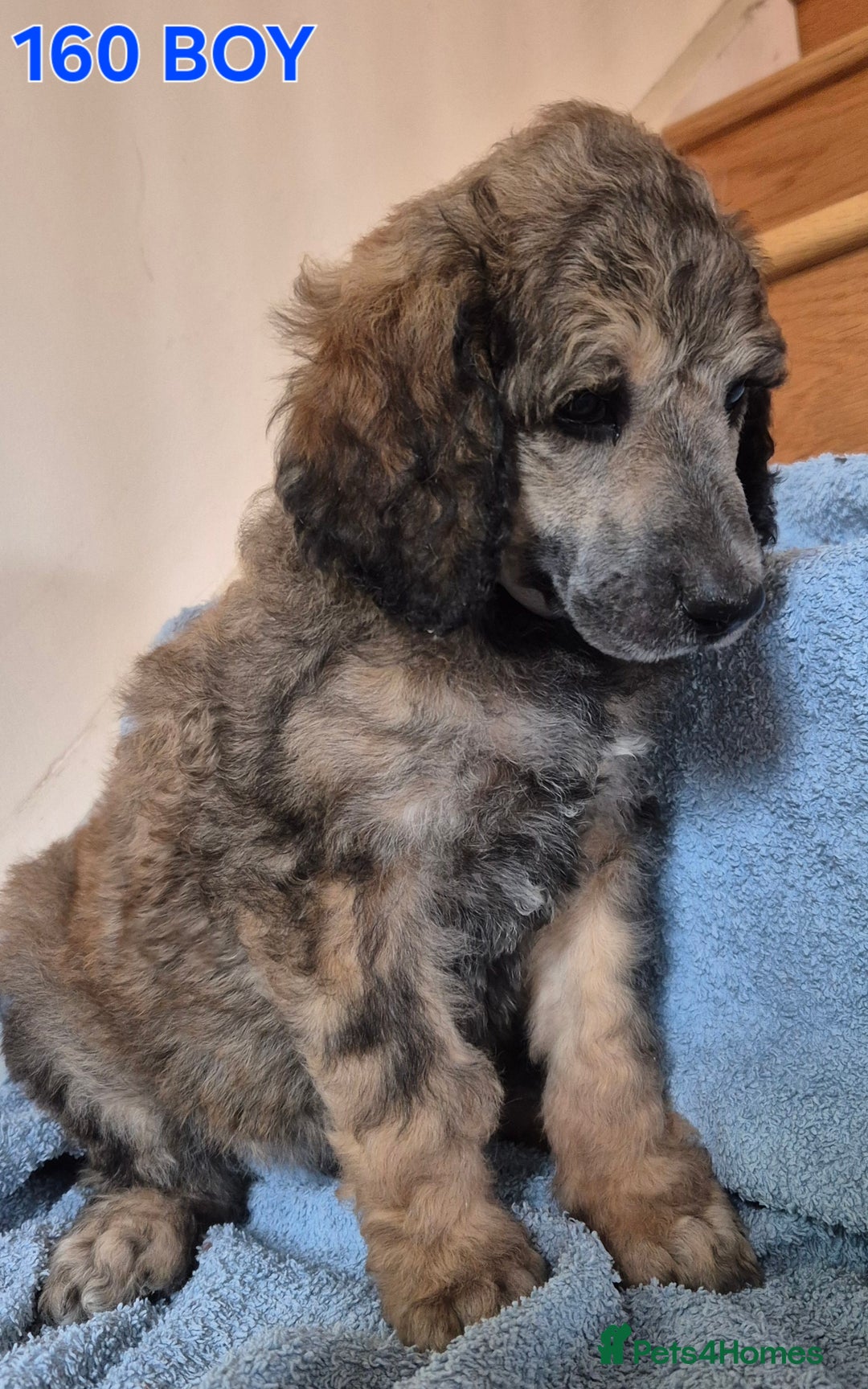 Standard Poodle dogs for sale: KC reg Brown Parti & phantom Standard Poodle pups - Image 16