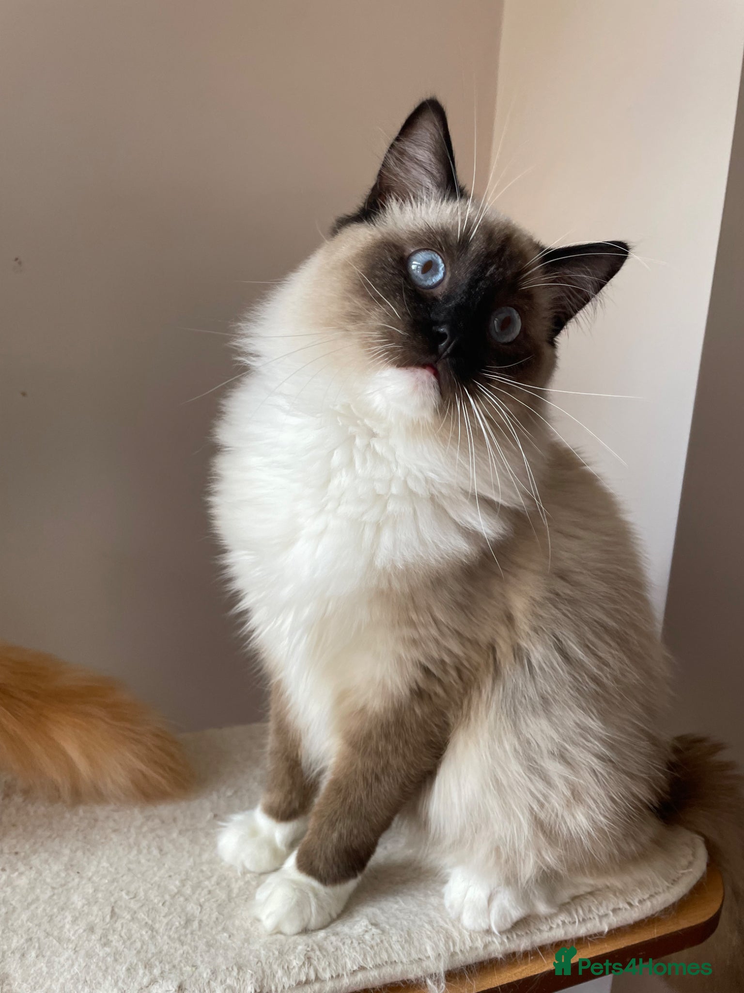 Ragdoll cats GCCF registered Ragdolls - Advert 1