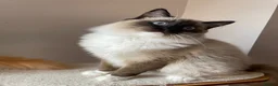 Ragdoll cats for sale: GCCF registered Ragdolls - Advert 17