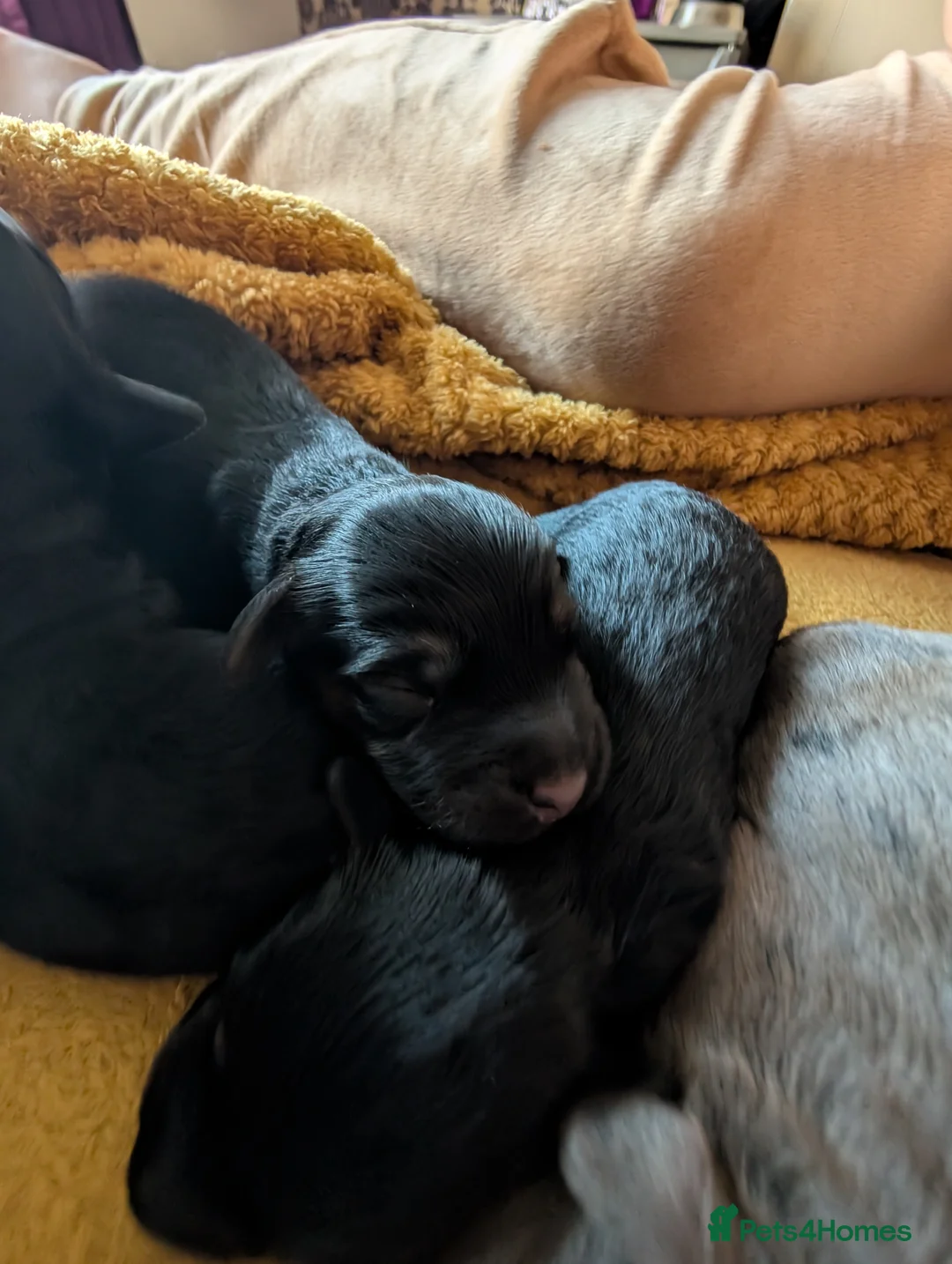 Cockapoo dogs for sale: F2b cockapoo pups Super Cute. Health test parents - Advert 26