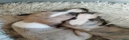 Whippet dogs for sale: Stunning coloured whippet puppies  - Advert 11