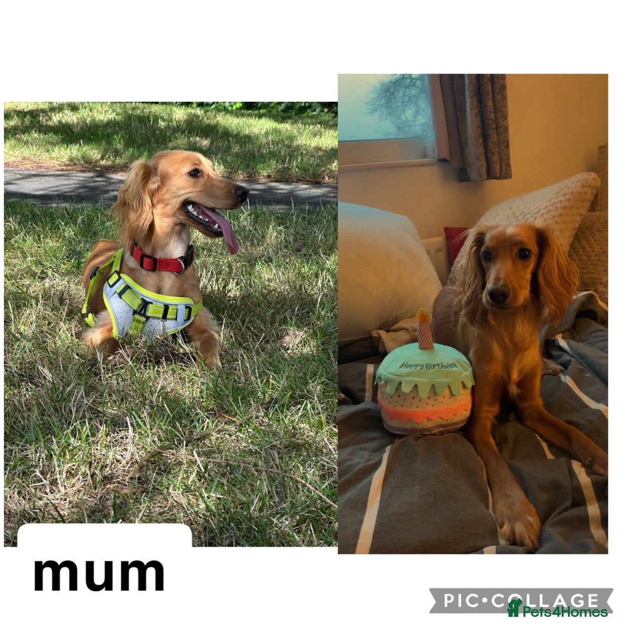 Cockapoo dogs 6 Beautiful Cockerpoo puppies for sale.  - Advert 4