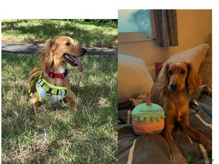 Cockapoo dogs 6 Beautiful Cockerpoo puppies for sale. - Advert 11