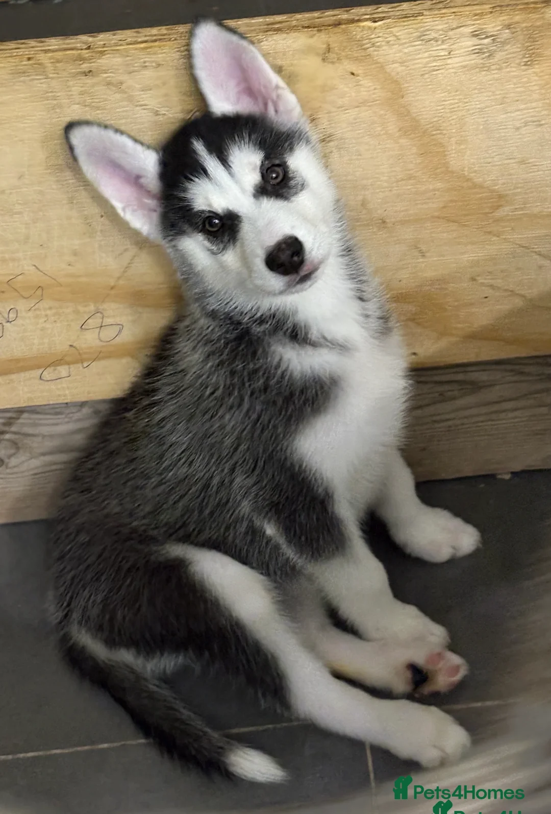Siberian Husky dogs for sale: 10 week old puppy for sale  - Advert 1