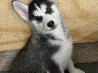 Siberian Husky dogs 10 week old puppy for sale - Advert 8