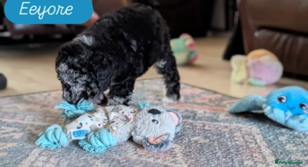 Poochon dogs for sale: Poochon pups stunning Rare colours - Image 5