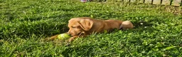 Labrador Retriever dogs for sale: Male, Red Fox Labrador Retriever Puppy in Durham - Advert 3