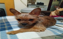 Mixed Breed dogs for sale: Frorkie female for free - Image 4