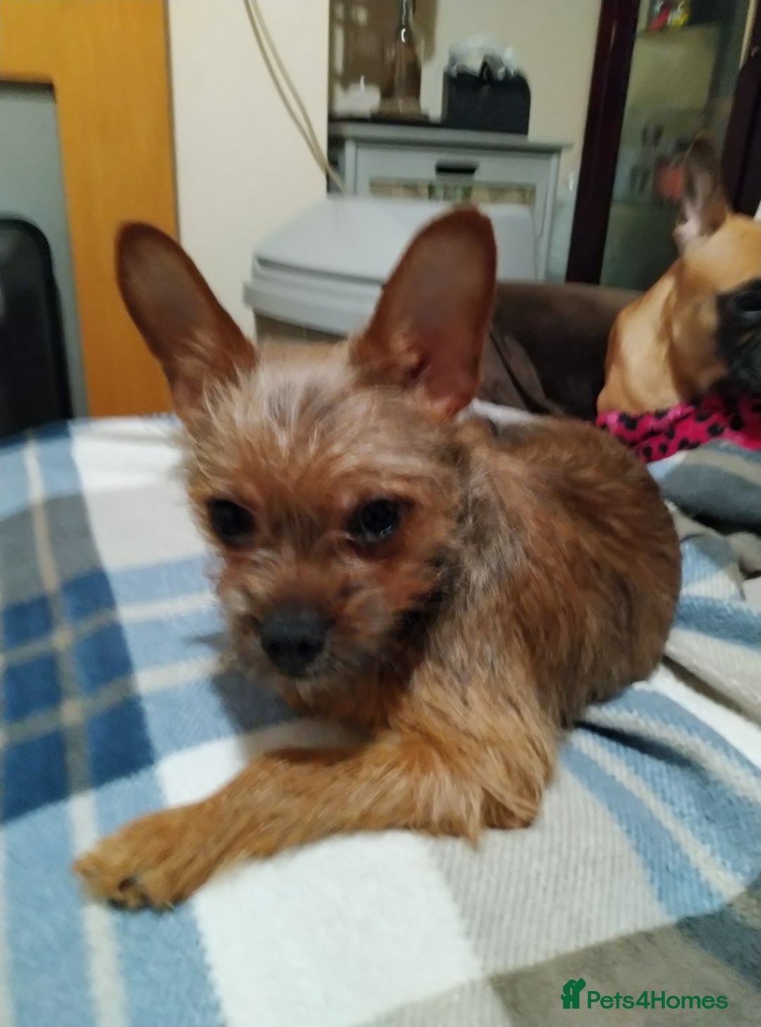 Mixed Breed dogs for sale: Frorkie female for free - Image 4