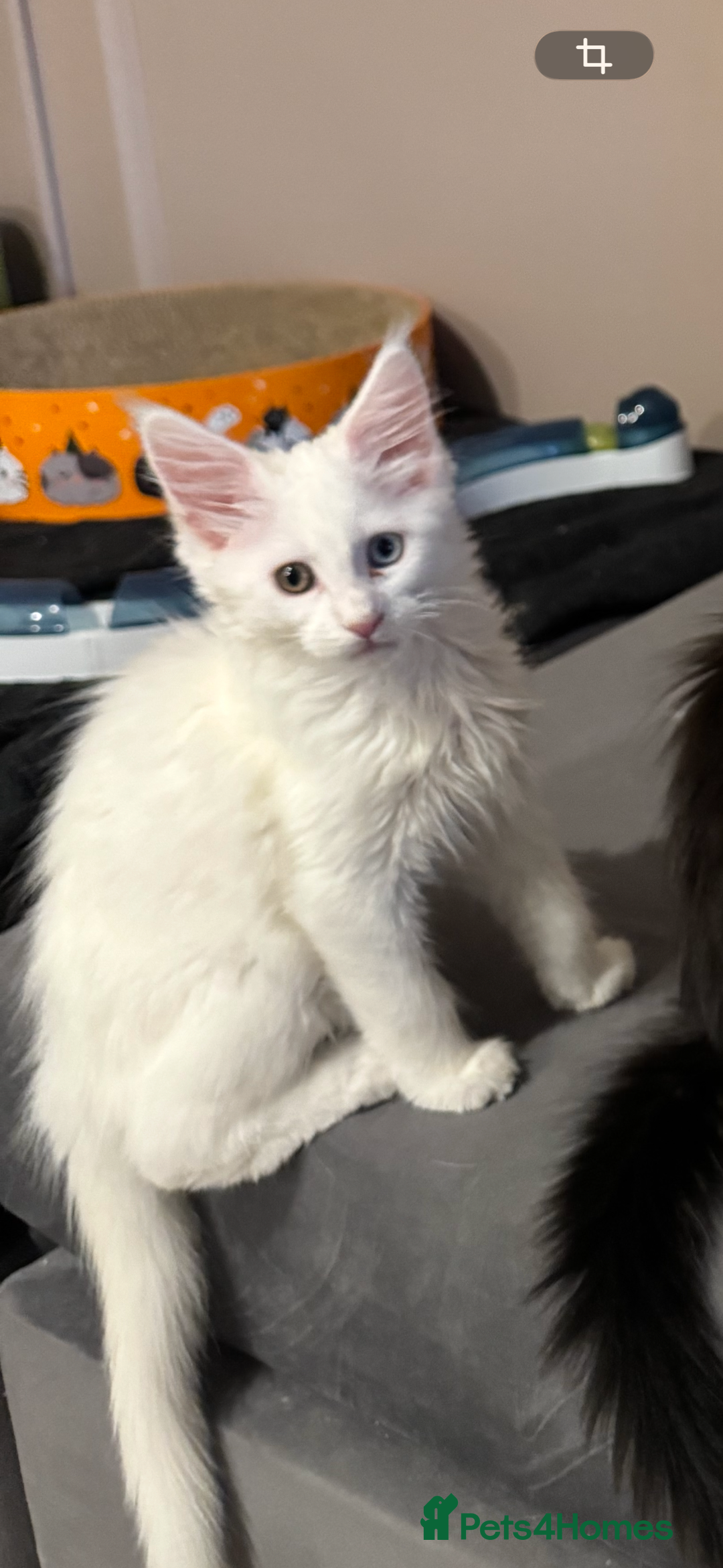 Maine Coon cats for sale: Maine Coon kittens TICA reg. 3girls available  - Advert 6