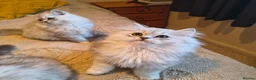Scottish Fold cats for sale: Scottish fold and straight ear kitten's 😻 - Advert 13