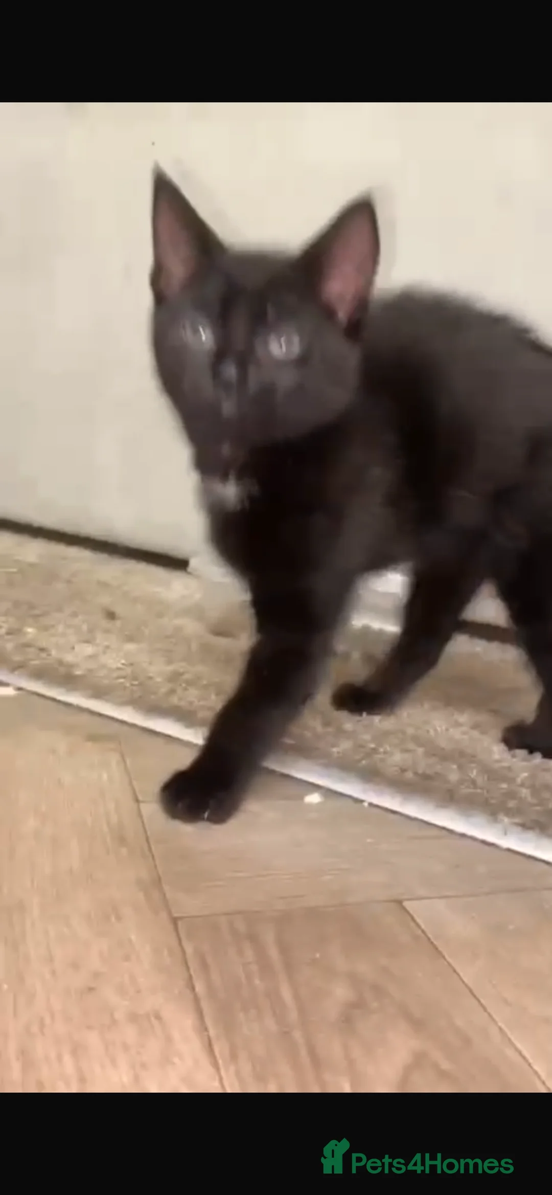 Domestic Shorthair cats for sale: Black kitten  - Advert 2