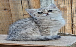 British Shorthair cats for sale: BSH Ginger & White, Calico & Gold Kittens - Image 7
