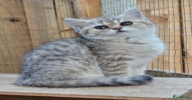 British Shorthair cats - Advert 7