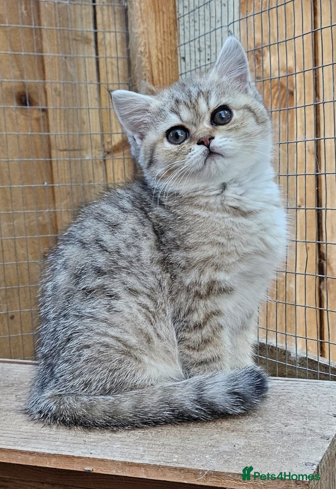 British Shorthair cats for sale: BSH Ginger & White, Calico & Gold Kittens - Image 7