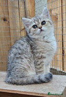 British Shorthair cats - Advert 6