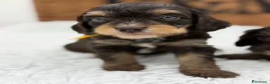 Cavapoo 5
