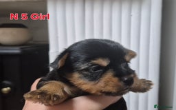 Biewer Terrier dogs for sale: Biewier terrier  - Image 16