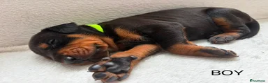 Dobermann 4