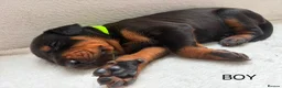 Dobermann dogs for sale: KC REGISTERED - DOBERMAN PUPPIES in Saint Helens - Advert 7