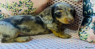 Miniature Dachshund dogs - Advert 3