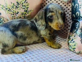 Miniature Dachshund dogs - Advert 3