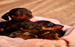 Dachshund dogs for sale: Dachshund Cute Puppies Looking for Forever Home   - Image 15