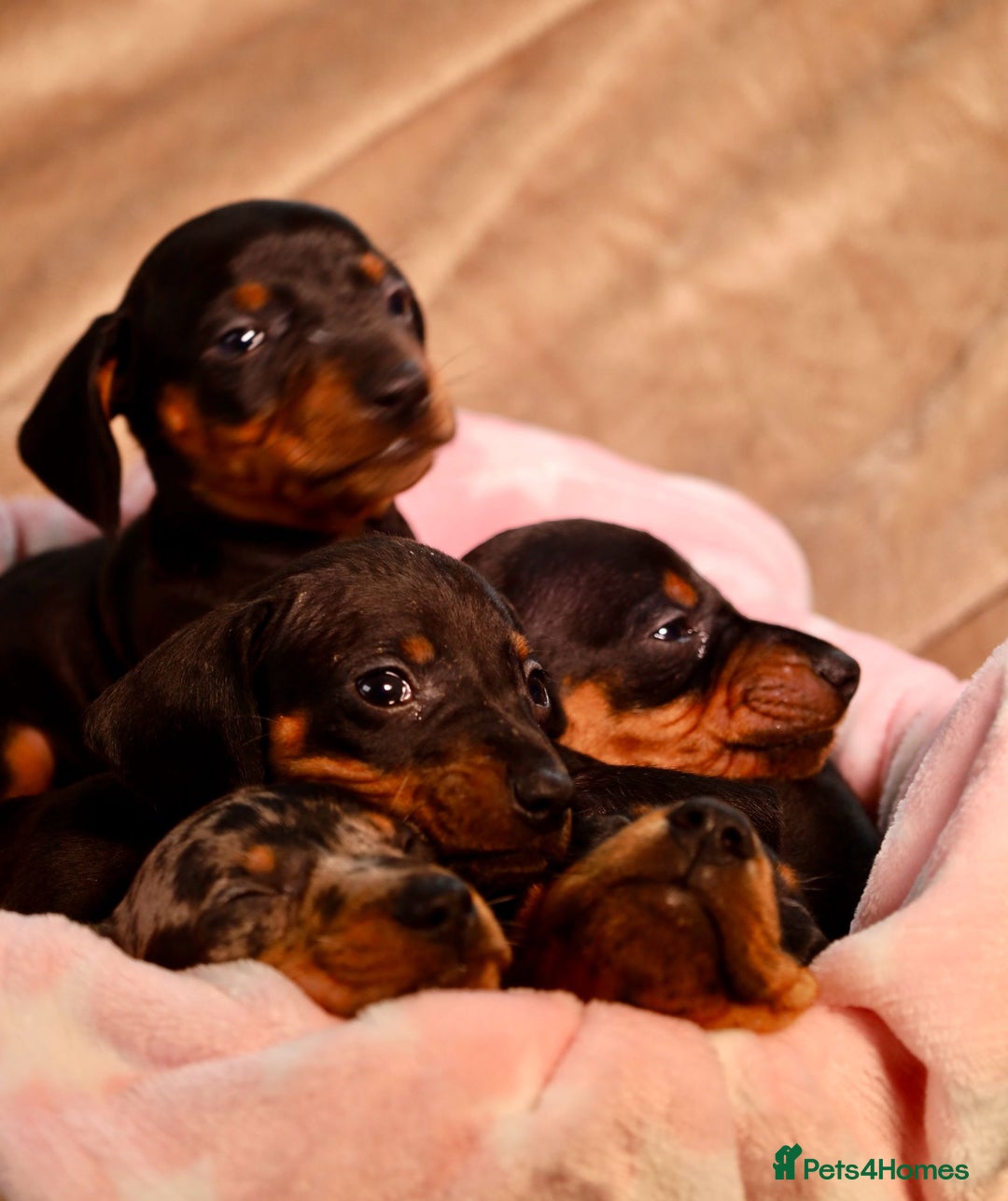 Dachshund dogs for sale: Dachshund Cute Puppies Looking for Forever Home   - Image 15